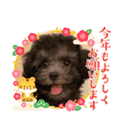 2022 NICOとSENA（個別スタンプ：6）