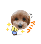 2022 NICOとSENA（個別スタンプ：15）