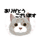 リアル可愛い猫【年末年始と冬のあいさつ】（個別スタンプ：23）