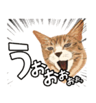 リアル可愛い猫【年末年始と冬のあいさつ】（個別スタンプ：28）