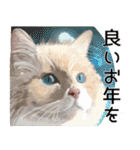 リアル可愛い猫【年末年始と冬のあいさつ】（個別スタンプ：33）