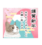 リアル可愛い猫【年末年始と冬のあいさつ】（個別スタンプ：38）