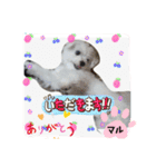 おませなマル（個別スタンプ：12）