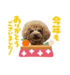 マハロ、カノア（個別スタンプ：12）