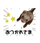 ⭐︎フェレット⭐︎（個別スタンプ：4）