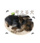 黒いヨーキーりゅうのスタンプ（個別スタンプ：4）