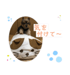 黒いヨーキーりゅうのスタンプ（個別スタンプ：5）