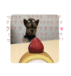 黒いヨーキーりゅうのスタンプ（個別スタンプ：7）