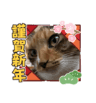 あけもこメリもこ（個別スタンプ：1）