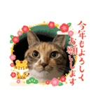 あけもこメリもこ（個別スタンプ：3）