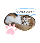 日本の猫の暮らし（個別スタンプ：1）