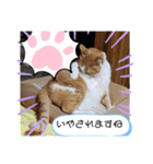 日本の猫の暮らし（個別スタンプ：10）