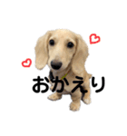 ぽむがいっぱい！2（個別スタンプ：17）