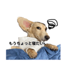 ぽむがいっぱい！2（個別スタンプ：20）