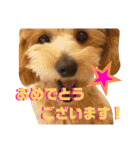 NICOSENA#3（個別スタンプ：40）