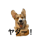 クセ強めなコーギー（個別スタンプ：1）