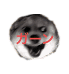 クセ強めなコーギー（個別スタンプ：3）