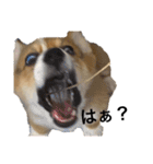 クセ強めなコーギー（個別スタンプ：7）