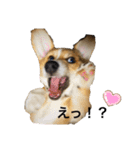 クセ強めなコーギー（個別スタンプ：10）