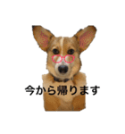 クセ強めなコーギー（個別スタンプ：20）