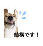 クセ強めなコーギー（個別スタンプ：22）