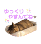 (=^ェ^=)我が家のにゃん（個別スタンプ：6）