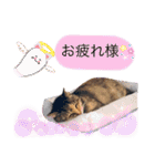 (=^ェ^=)我が家のにゃん（個別スタンプ：9）