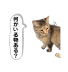 (=^ェ^=)我が家のにゃん（個別スタンプ：23）