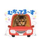 (=^ェ^=)我が家のにゃん（個別スタンプ：36）