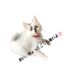 保護猫 豆大福（個別スタンプ：1）