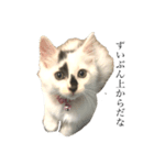 保護猫 豆大福（個別スタンプ：2）