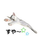 保護猫 豆大福（個別スタンプ：3）