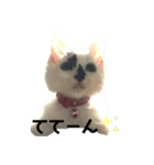 保護猫 豆大福（個別スタンプ：4）