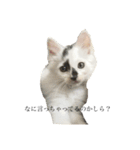 保護猫 豆大福（個別スタンプ：5）