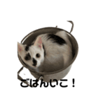 保護猫 豆大福（個別スタンプ：6）
