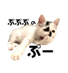 保護猫 豆大福（個別スタンプ：7）