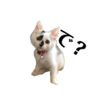 保護猫 豆大福（個別スタンプ：8）