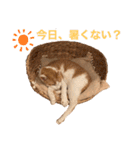 ポン太くん ファミリーver.（個別スタンプ：1）