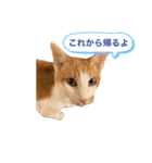ポン太くん ファミリーver.（個別スタンプ：2）