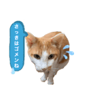 ポン太くん ファミリーver.（個別スタンプ：3）