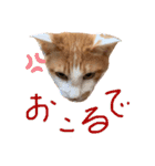 ポン太くん ファミリーver.（個別スタンプ：4）
