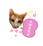 ポン太くん ファミリーver.（個別スタンプ：6）