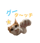 ポン太くん ファミリーver.（個別スタンプ：7）