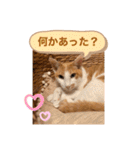 ポン太くん ファミリーver.（個別スタンプ：8）