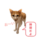 ポン太くん ファミリーver.（個別スタンプ：10）