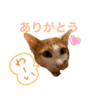ポン太くん ファミリーver.（個別スタンプ：11）