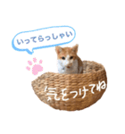 ポン太くん ファミリーver.（個別スタンプ：12）