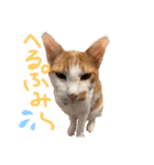 ポン太くん ファミリーver.（個別スタンプ：15）