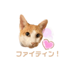 ポン太くん ファミリーver.（個別スタンプ：16）