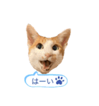 ポン太くん ファミリーver.（個別スタンプ：19）